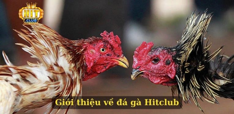 Đá gà Hitclub - Thỏa đam mê chọi kê của nhiều bet thủ 1 Giới thiệu về đá gà Hitclub